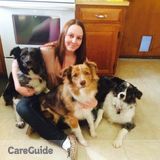 Need pet sitter for 3 rowdy Australian Shepherds!