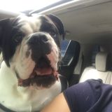 Houston Pet Carer Seeking Job Opportunities
