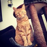 Hoping to Connect with Pet Service Provider