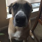 Looking For Converse Pet Carer, Texas Jobs
