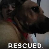 Searching for Evergreen Home Sitter that includes taking care of your family pets