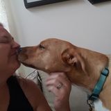 Pet Sitting: Pet CPR & 1st Aid Certified