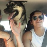 Have great experience with dogs and cats, I have german shepherd husky mix, and have had many other dogs as well.