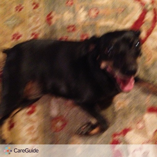 Pet Care Provider 's Profile Picture