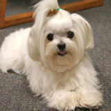 Small breed dogs Sitter
