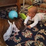 Available: Present Dog Walker in Thousand Oaks