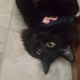 Jonesboro Pet Care Provider Available For Job Opportunities in Georgia