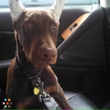 Dog walker wanted