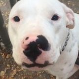 Beeville, Texas Pet Sitter