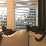 Owner of two precious kitties, miss diva Bella and vocal boy Tremonti