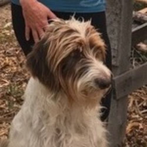 Pet Care Job Val M's Profile Picture