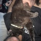 For Hire: Experienced, Well-Rounded Animal Caregiver.