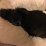 Responsible, Loving, and Mature Pet Sitter Available In and Around Cypress, Texas