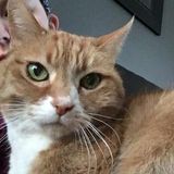 Caring Pet Care Provider Needed in Hinton Alberta