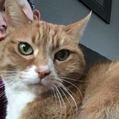 Pet Care Job Carissa W's Profile Picture