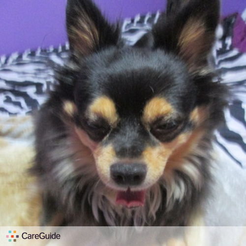 Pet Care Provider Chanel Arabatlian's Profile Picture