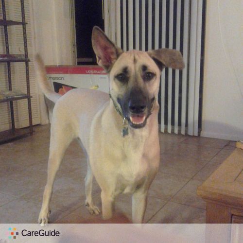 Pet Care Provider Kara C's Profile Picture