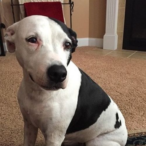Pet Care Job Tarah J's Profile Picture