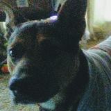 Fur Baby Walker Opportunity in quinlan, emory, cash, greenville, cumby, rockwall, fate