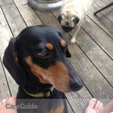 Military Dog Walker