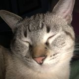 For Hire: Polite Pet Service Provider in Las Vegas, Nevada