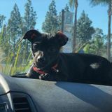 Interested In a Pet Sitter Opportunity in West Covina