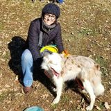 Professional dog trainer offering walking services in the Kansas City area