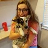 Interviewing For Towson Dog Sitter Jobs