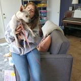 Caring Cat Sitting Professional in Fullerton, California