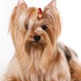 Wanted: Present Dog Walking