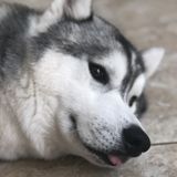 Petsitter in Ashburn