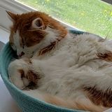 Available to pet sit, walk or help out with a variety of pets (no reptiles however) needs. Flexible schedule