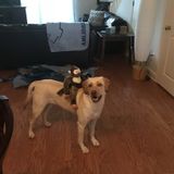 Dog Walking Wanted in Rocky Point