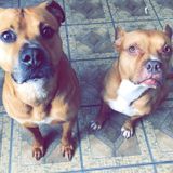 Trustworthy Dog Walker Needed in Yonkers