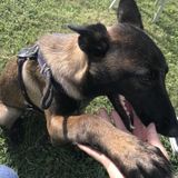 Lynwood Pet Sitter Interested In Work in California