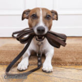Precious Pets Caledon provides dog walks, animal care, feeding. Not just for dogs!
