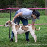 I am Briana Deese and I am offering some basic dog training, feeding, also washing the dog and cleaning out kennels.