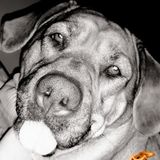 Seeking Caledon Pet Care Provider Jobs