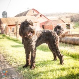 Looking for a caring home to leave our Sweet and Playful Goldendoodle while we are on vacation.