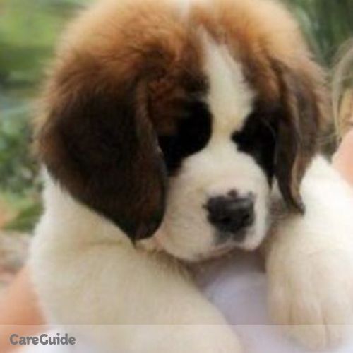 Pet Care Provider Sarah Z's Profile Picture