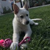 Honest & Attentive Pet Care Provider Wanted Immediately