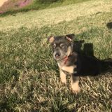 Consistent Dog Walking Available