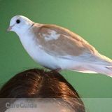 Will care for your birds, small mammals, fish and invertebrates!