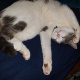 For Hire: Knowledgeable Animal Caregiver in Bellwood, Illinois