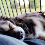 For Hire: Skillful Animal Caregiver in Deerfield Beach, Florida
