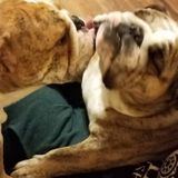Going on vacation? Let me worry about your furbabies!