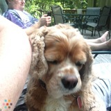 Need a dog watcher