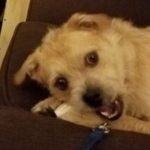 Pet Care Job Joanna Williams's Profile Picture