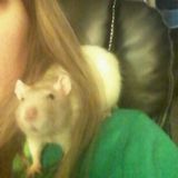 Critter care here! Dogs. Cats. Horses. Rats. Ferrets. Guinea pigs. Fish.