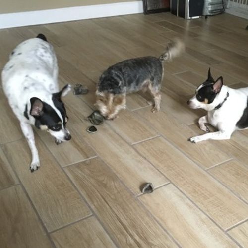 Pet Care Provider Sharon H's Profile Picture